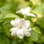 Pure Jasmine Flower