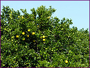 Grapefruit Orchard