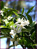 Neroli Blossoms