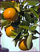 Tangerines