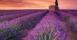 Lavender distilled lavender essential oil from Provence, France