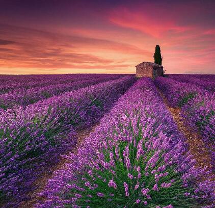 Lavender distilled lavender essential oil from Provence, France