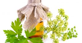 13 Amazing Benefits of Parsley Essential Oil