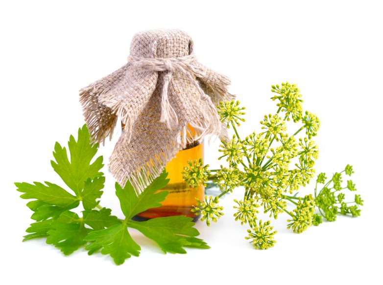 13 Amazing Benefits of Parsley Essential Oil