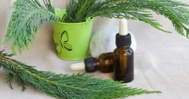 11 Amazing Benefits of Thuja Essential Oil