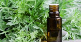 11 Amazing Health Benefits of Mugwort Essential Oil