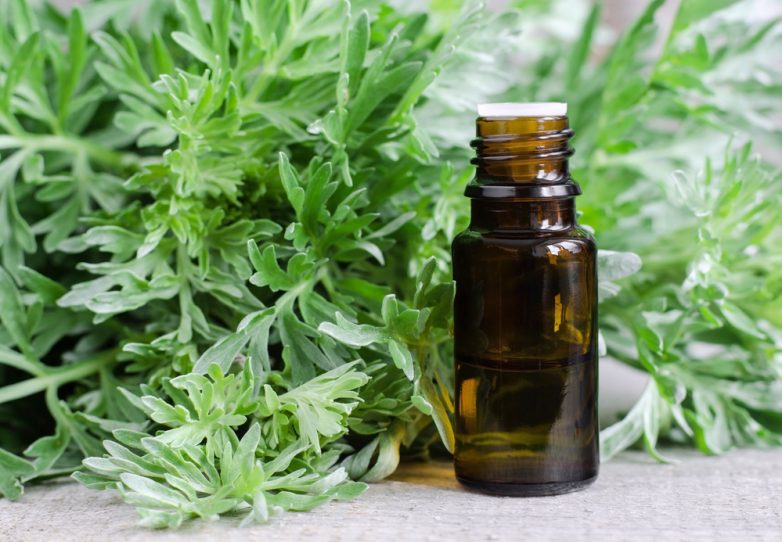 11 Amazing Health Benefits of Mugwort Essential Oil